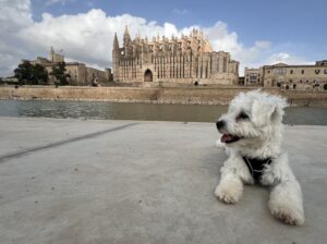 Palma